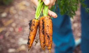 Sayuran organik, Sumber: pexels.com