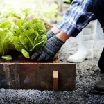 Bisnis tanaman organik memiliki peluang menjanjikan, Sumber: happyfresh.id